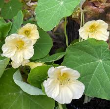 Light Yellow flower seeds