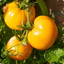 Yellow Tomato Seeds for Planting – Heirloom Garden Tomato Seeds