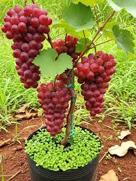Climbing Grape Fruit Seeds for Planting – Heirloom Non-GMO Garden Seeds