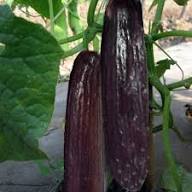 Black Cucumber Seeds for Planting – Rare Heirloom Garden Seeds