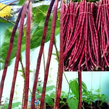 Yardlong Bean Seeds