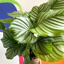Calathea Orbifolia flower seeds