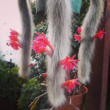 Monkey Tail flower seeds