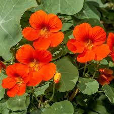 Orange Hanging flower seeds