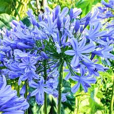 Blue Agapanthus flower seeds