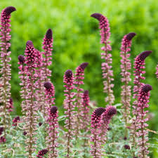 Lysimachia flower seeds