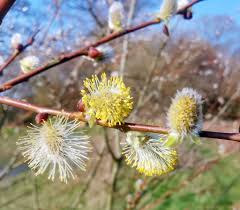 Flame Willow flower seeds