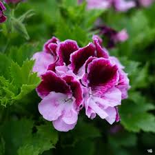 Purple Pink flower seeds