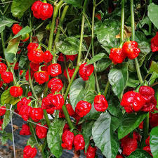 Hurt Berry Pepper Seeds