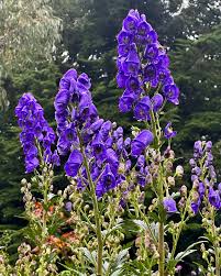 Blue Aconitum flower seeds