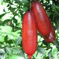 finger fruit seeds