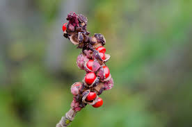 Magnolia Delavayi flower seeds