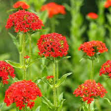 Lychnis Chalcedonica flower seeds