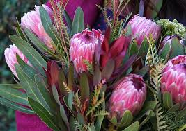 African flower seeds