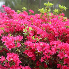 Dark Khaki flower seeds