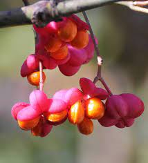 Spindle flower seeds