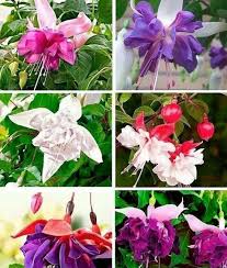 Lavender Fuchsias flower seeds