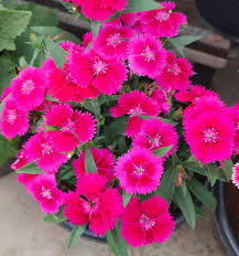 Pink Caryophyllus flower seeds