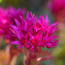 Pink Sedum flower seeds