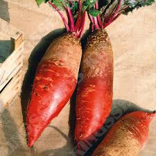 Mammoth Red Beet Seeds