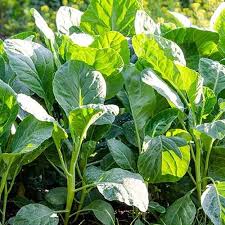 Kai Lan Seeds for Planting – Heirloom Non-GMO Chinese Broccoli Seeds