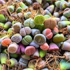 Living Stone flower seeds