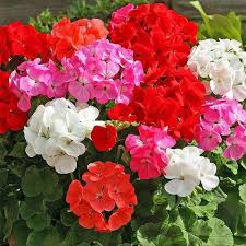 Multicolored Univalve flower seeds