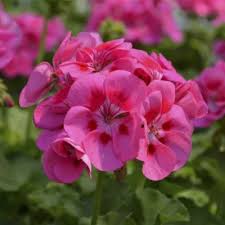 Pink Big flower seeds