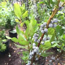Green Myrica flower seeds