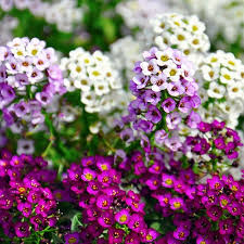 Alyssum Royal flower seeds