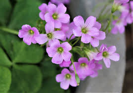 Green Purple flower seeds