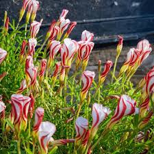 Orange Oxalis flower seeds