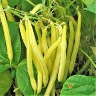 Tabasco Pepper Seeds