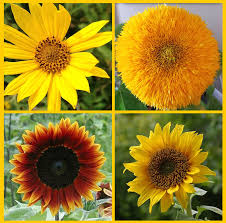 Red Sunflower flower seeds