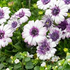 White Purple flower seeds