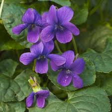 Pink Blue flower seeds