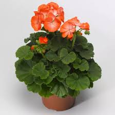 White Orange flower seeds