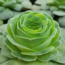 Greenovia flower seeds