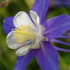Colorado flower seeds