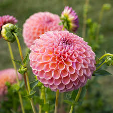 Dahlia flower seeds