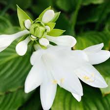 Hosta flower seeds