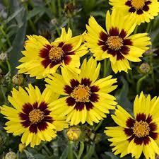 Coreopsis American flower seeds