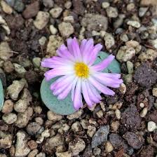 Conophytum flower seeds