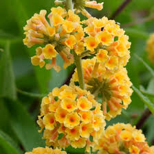 Buddleia Weyeriana flower seeds
