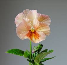 Inspire Peach flower seeds
