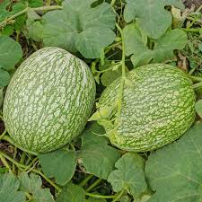 Chilacayote Squash Seeds for Planting – Fig Leaf Gourd Garden Seeds
