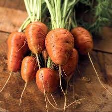 Oxheart Carrot Seeds for Planting – Heirloom Garden Carrot Seeds