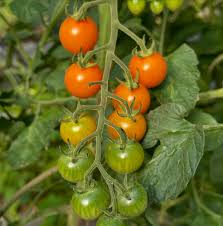 Sun Gold Tomato Seeds