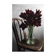 Black Amaryllis flower seeds