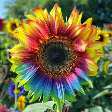 Rainbow Sunflower flower seeds